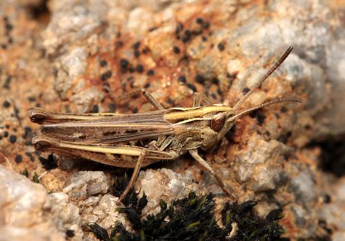 Stenobothrus stigmaticus