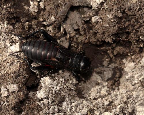 Gryllus bimaculatus