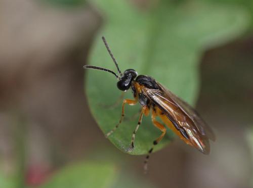 Athalia sp.