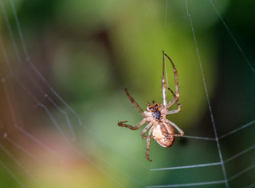 Metellina sp.