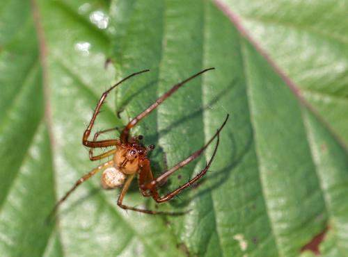 Metellina segmentata