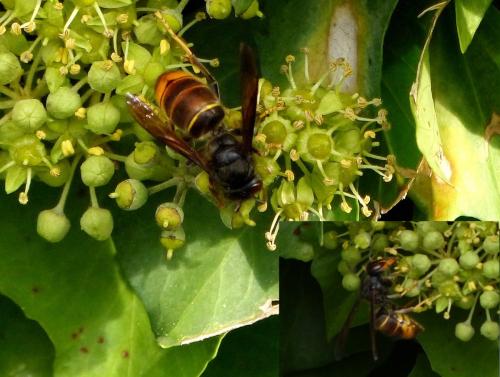 Vespa velutina