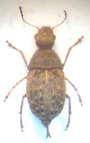 Araecerus fasciculatus