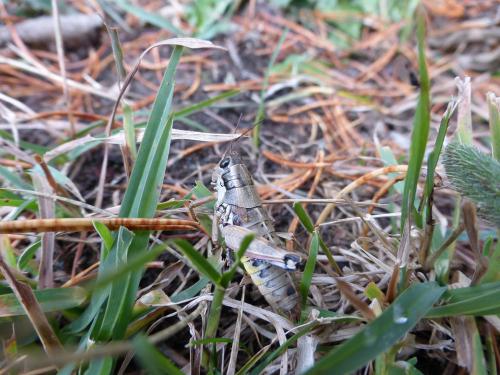 Réf. 110 767 : Podisma amedegnatoae