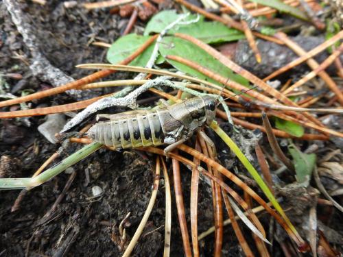 Réf. 110 766 : Podisma amedegnatoae