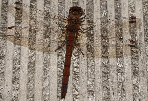 Réf. 110 683 : Sympetrum sp.