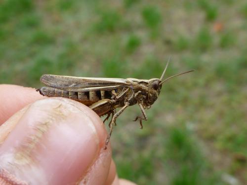 Chorthippus sp.