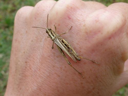 Chorthippus sp.