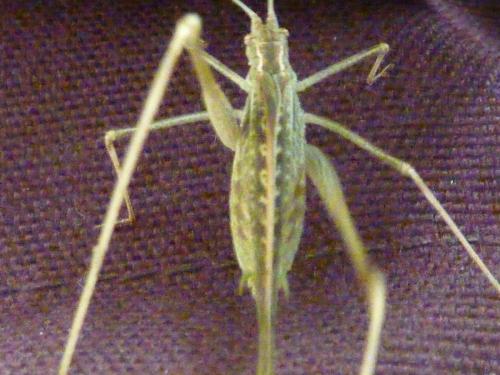 Tylopsis lilifolia
