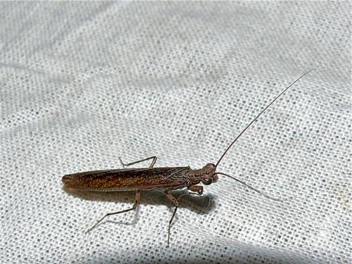 Réf. 110 105 : Perlamantis alliberti