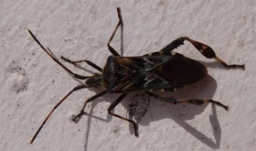 Leptoglossus occidentalis
