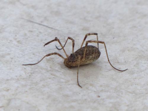 Odiellus spinosus