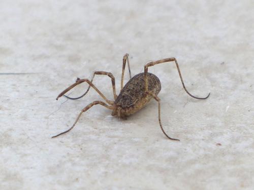 Odiellus spinosus