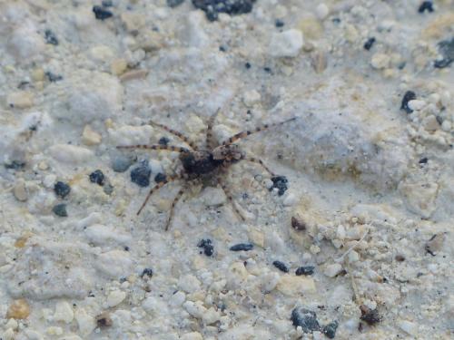 Réf. 110 619 : Arctosa perita