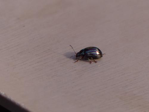 Chrysolina americana