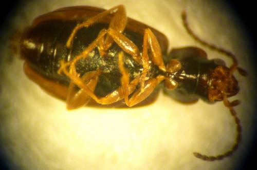 Réf. 110 210 : Tachys bistriatus