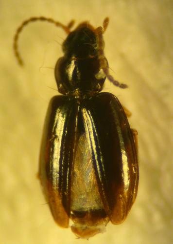 Réf. 110 209 : Tachys bistriatus