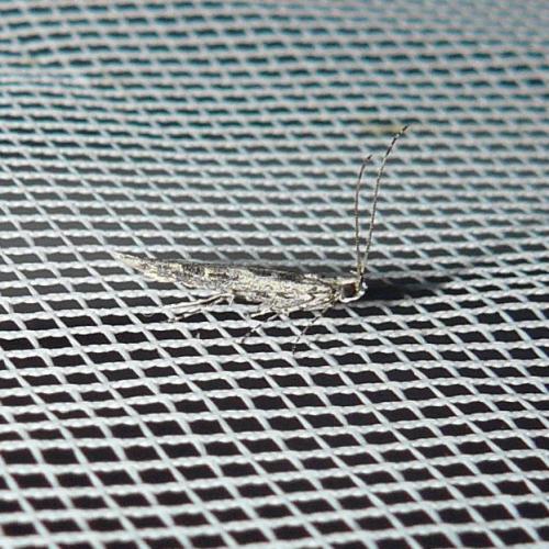Réf. 110 842 : Batrachedra praeangusta