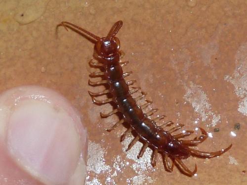 Lithobius sp.