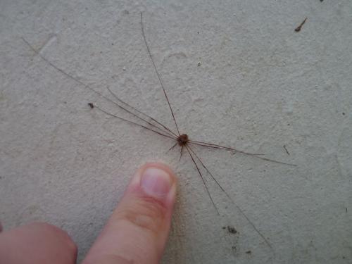 Dicranopalpus ramosus