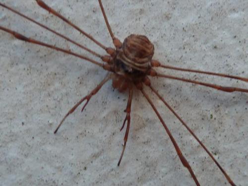 Dicranopalpus ramosus