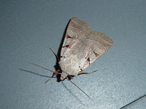 Réf. 110 171 : Eugnorisma glareosa