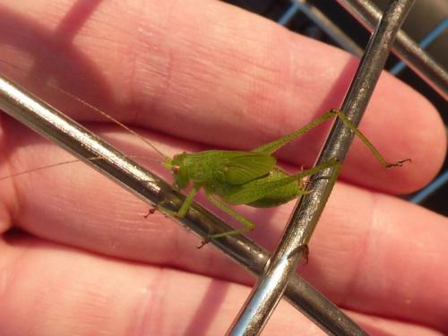 Phaneroptera sp.