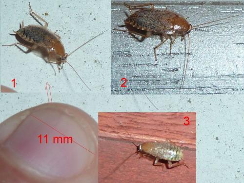 Planuncus vinzi