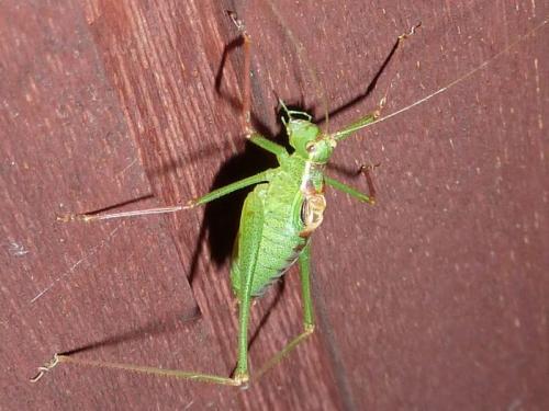 Réf. 110 304 : Leptophyes punctatissima