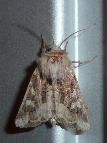 Réf. 110 256 : Luperina dumerilii