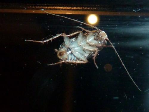 Planuncus vinzi