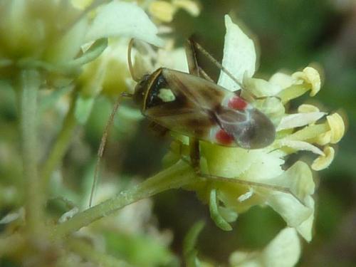 Polymerus vulneratus