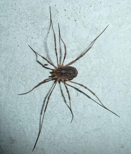 Réf. 110 306 : Odiellus spinosus