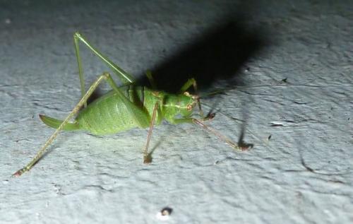 Leptophyes punctatissima