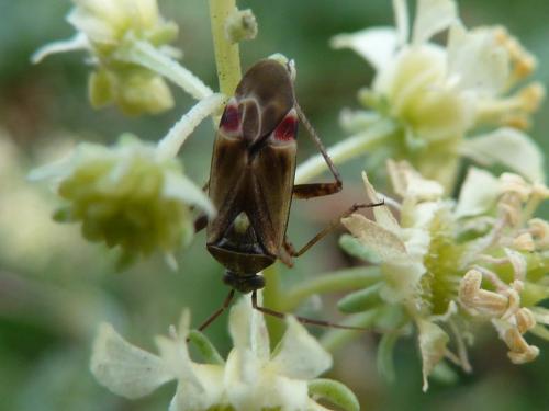 Réf. 110 874 : Polymerus vulneratus