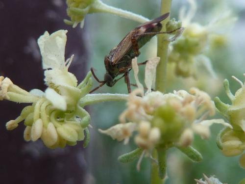 Réf. 110 875 : Polymerus vulneratus