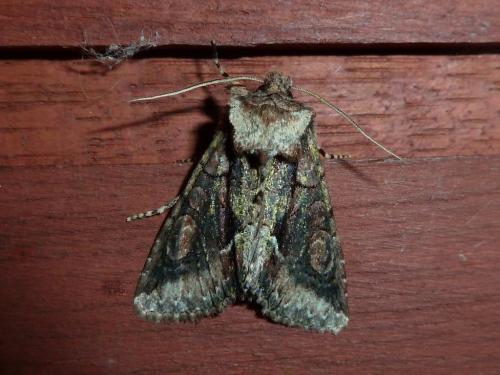 Allophyes oxyacanthae