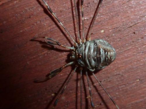 Réf. 110 688 : Dicranopalpus ramosus