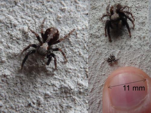 Pseudeuophrys lanigera