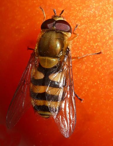 Syrphus sp.