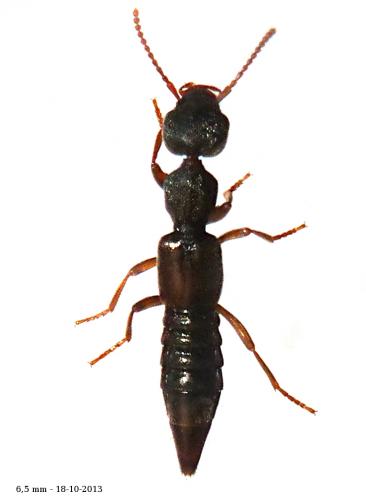 Rugilus rufipes