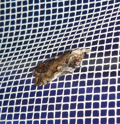 Acleris cristana