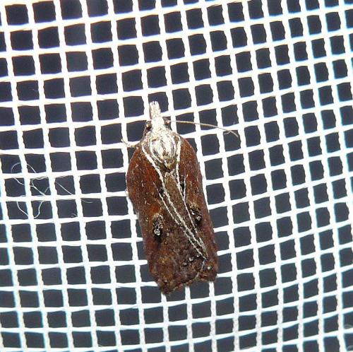 Réf. 110 419 : Acleris cristana