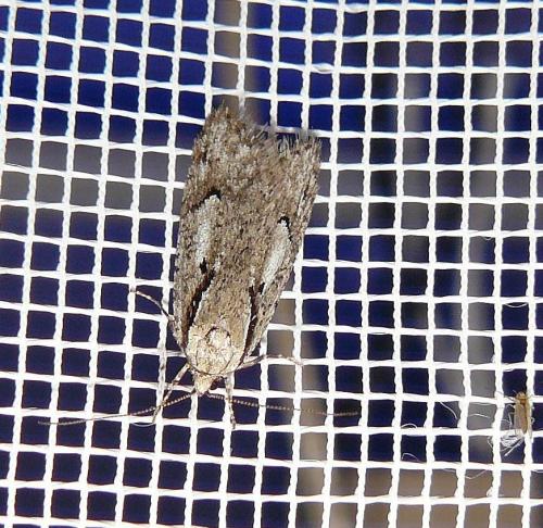 Réf. 110 418 : Semioscopis avellanella