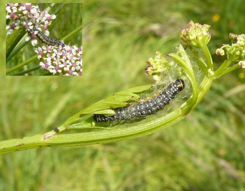 Depressaria daucella