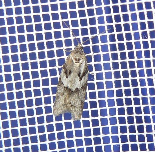 Cnephasia sp.