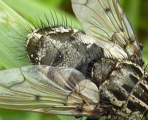 Réf. 110 748 : Trixa conspersa