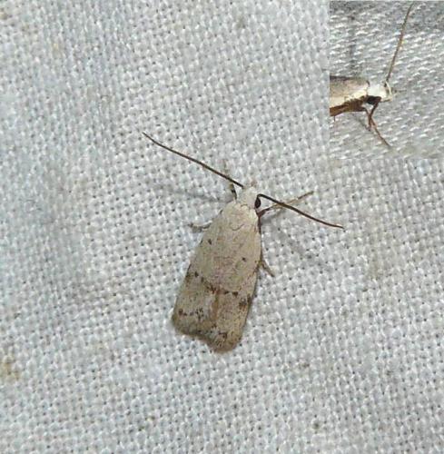 Symmoca sp.