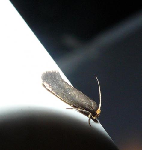 Cephimallota crassiflavella