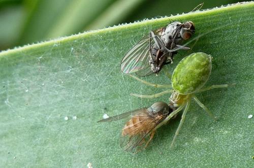 Réf. 110 547 : Protoclythia rufa